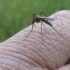 Slika od Dalmatince ovih dana izluđuju komarci, grizu na sve strane. ‘Ne čujem ih, ne zuje, samo sišu krv. Puna sam plikova‘