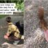 Slika od Dečko otkrio super trik kako će vam vjeverica prići u prirodi