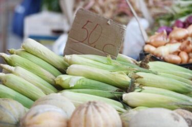 Slika od EU odobrila upotrebu GMO kukuruza u hrani