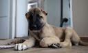 Slika od FOTO Pas s odrezanim ušima pronašao topli dom: ‘Ljubav udomljenog psa je nešto posebno’