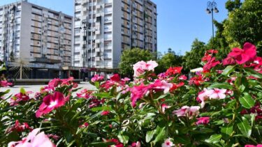 Slika od FOTO Pogledajte divne cvjetne dekoracije u Slavonskom Brodu
