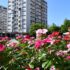 Slika od FOTO Pogledajte divne cvjetne dekoracije u Slavonskom Brodu