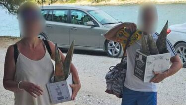 Slika od FOTO Šokantan prizor na Braču, pogledajte što turisti nose u kutijama! Sad ih traži i policija