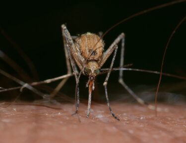 Slika od GMO mikrobi odbijaju komarce
