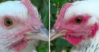 Slika od Izgleda da kokoši pocrvene kada se uplaše ili uzbude