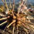 Slika od Između Prvića i Srime nasukao se neobičan ježinac: ‘On inače živi samo na velikim dubinama’