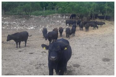 Slika od Jedinstveno otkriće u svijetu: Prva Black Angus goveda hranjena industrijskom konopljom