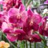 Slika od Kako ‘natjerati’ orhideju da ponovno procvjeta? Treba slijediti ove korake