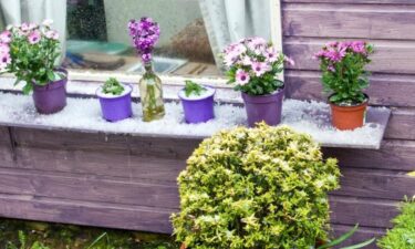 Slika od Kako zaštititi biljke od tuče, na balkonu ili u vrtu