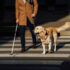 Slika od Kineski robotski ‘pas vodič’ koristi umjetnu inteligenciju, prepoznaje glas i ima čak šest nogu