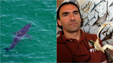 Slika od Koliko je morskih pasa u Jadranu? Ove 3 vrste su opasne za ljude. Stručnjak: ‘Zadnji napad je bio 2008.’