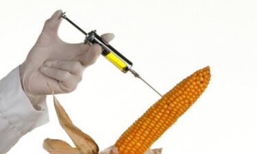 Slika od Komisija odobrila uporabu GMO kukuruza u EU