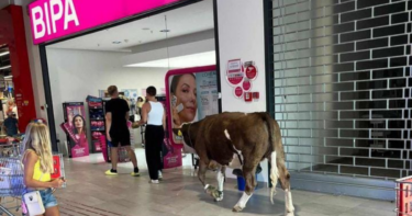 Slika od Krava ušla u trgovački centar na Krku