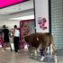 Slika od Krava ušla u trgovački centar na Krku
