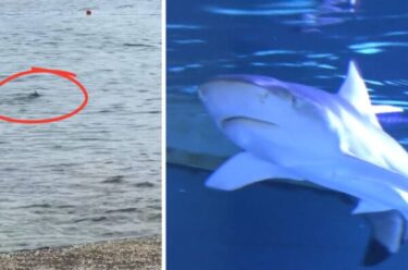 Slika od Krenula i sezona snimki peraja u moru: Jesu li u ovom plićaku morski psi modrulji koji dosežu i 4 metra?