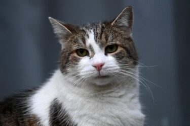 Slika od Mačak Larry, apsolutni vladar Downing Streeta, mogao bi ovih dana dočekati svojeg šestog premijera