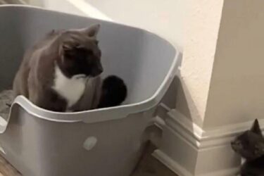 Slika od Mačak odrastao s psima i pokupio njihovo ponašanje u urnebesnom videu: ‘Nikada nisam vidjela mačku koja laje‘