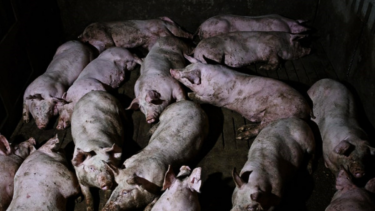 Slika od Ministarstvo: Nema novih prijavljenih slučajeva afričke svinjske kuge