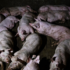 Slika od Ministarstvo: Nema novih prijavljenih slučajeva afričke svinjske kuge