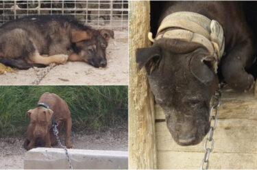 Slika od MOSTRUM Psihijatar maltretirao i zlostavljao pse! Prijatelji životinja: “Potpišite peticiju!”