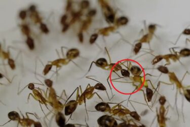 Slika od Mravi obavljaju kirurški postupak: Čišćenje rane, procjena rizika i amputacija