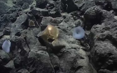 Slika od Na dnu mora pronađeno misteriozno ‘zlatno jaje’: ‘Definitivno ne pripada nekom malom biću’