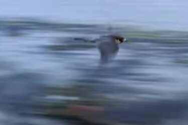 Slika od Najbrža životinja na svijetu juri brzinom od nevjerojatnih 350 km na sat