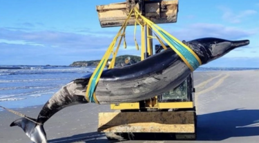 Slika od Najrjeđi kit na svijetu nasukao se na Novom Zelandu: ‘Nalaz je ogroman’