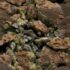 Slika od NASA došla do zapanjujućeg otkrića na Marsu: ‘Ovo je kao nalazak oaze u pustinji’