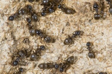 Slika od Ne biste ni mrava zgazili, a puna vam ih je kuća ovih dana? Rješenje se nalazi tamo gdje ih je najviše…