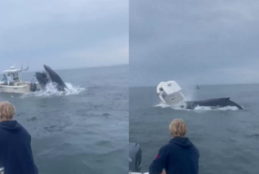 Slika od Neviđeno strašan prizor snimljen na moru: Pogledajte kako su kitovi ubojice napali brod