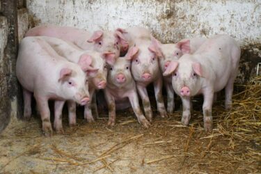 Slika od Novi slučaj afričke svinjske kuge: Ministar najavio obraćanje medijima