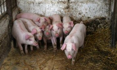 Slika od Oglasili se iz Ministarstva poljoprivrede: Nema novoprijavljenih slučajeva afričke svinjske kuge