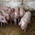 Slika od Oglasili se iz Ministarstva poljoprivrede: Nema novoprijavljenih slučajeva afričke svinjske kuge