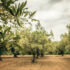 Slika od Omiljeno mediteransko drvo moglo bi pomoći u borbi protiv pretilosti i dijabetesa