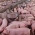 Slika od Osnovali farmu za uzgoj svinja pa na prevaru iz EU izvukli 667.000 eura subvencija