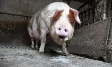 Slika od Otkriveni prvi slučajevi svinjske kuge u Hercegovini