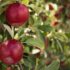 Slika od Ova obitelj uzgaja posebne voćke, imaju 700 stabala i dobru zaradu: ‘Ne treba biti baksuz’