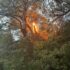 Slika od Planuo požar u Nacionalnom parku Mljet, vatrogasci brzom intervencijom spriječili katastrofu