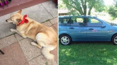 Slika od Policija pronašla ukradenog psa iz Varaždina: I dalje traže krivca