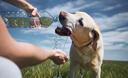 Slika od Pomoću jednostavne formule izračunajte koliko bi vode svakoga dana trebao popiti vaš pas