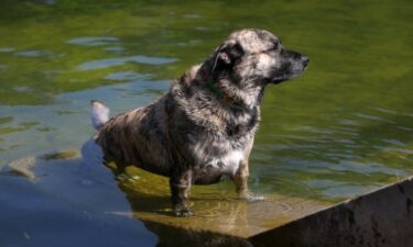 Slika od Pregrijavaju se i kućni ljubimci, veterinar objasnio koji su simptomi