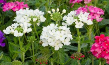 Slika od Prekrasna biljka očaravajućih cvjetova ima i divan miris, a evo kako ćete je uzgojiti