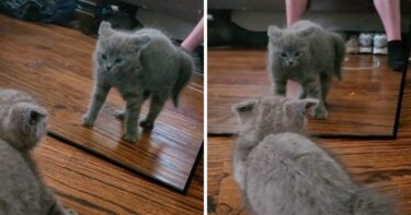 Slika od Preslatki mačić prvi put je ugledao svoj odraz u ogledalu, njegova reakcija je sve