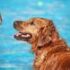 Slika od Priča da svi psi znaju plivati samo je mit. No, uz ovih nekoliko savjeta svaki pas to može naučiti