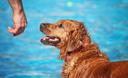 Slika od Priča da svi psi znaju plivati samo je mit. No, uz ovih nekoliko savjeta svaki pas to može naučiti
