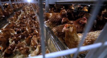 Slika od Proizvođači i vlasti iz BiH očekuju da će od 2025. izvoziti piliće i jaja u EU