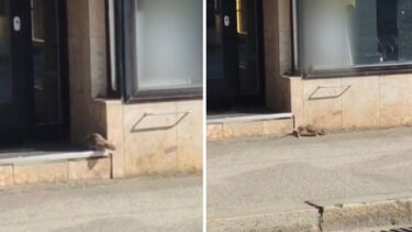 Slika od Snimili smo štakora koji pokušava ući u mesnicu u Zagrebu! Je li blizu cijela kolonija?