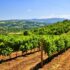 Slika od Sommelierka izdvojila najbolje nerazvikane vinske destinacije, među njima i Srbija