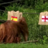 Slika od Španjolska ili Engleska? Orangutan Walter prognozirao tko osvaja Euro